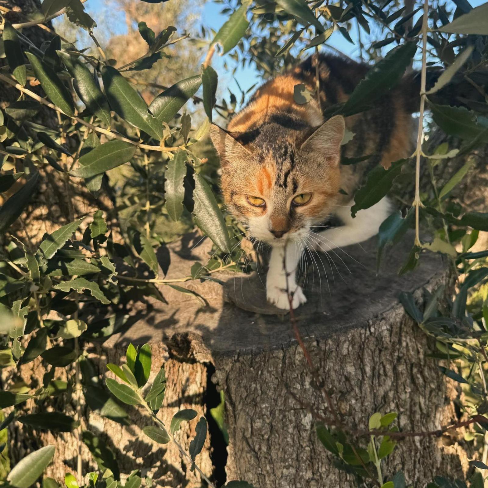 Tenuta Calitre Мелендуньо Екстериор снимка